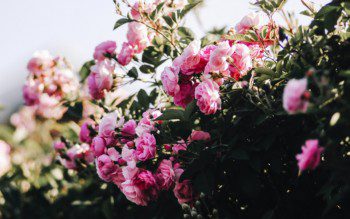Imagem de um jardim com rosas.