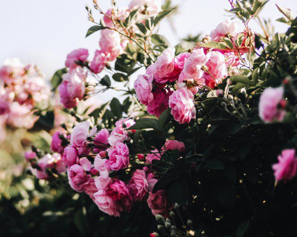 Imagem de um jardim com rosas.
