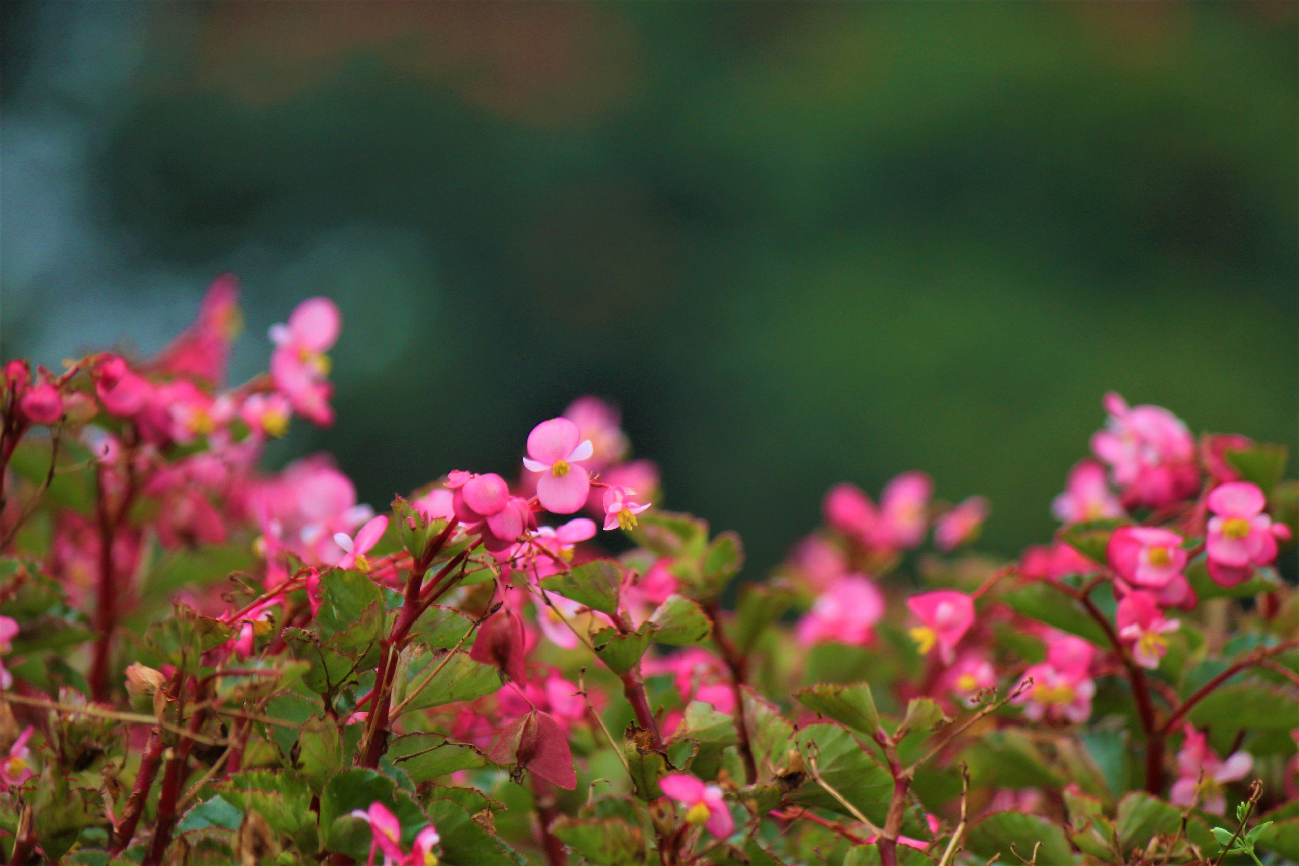Imagem de flores da espécie begônia rosa em um jardim. 