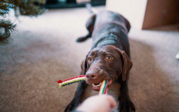 Imagem de um cachorro puxando seu brinquedo de corda.