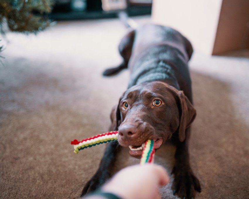 Imagem de um cachorro puxando seu brinquedo de corda.