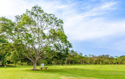 Foto que ilustra matéria sobre parque em Cotia mostra uma árvore no parque Cemucam em Cotia