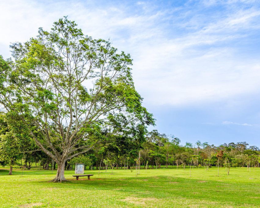 Foto que ilustra matéria sobre parque em Cotia mostra uma árvore no parque Cemucam em Cotia