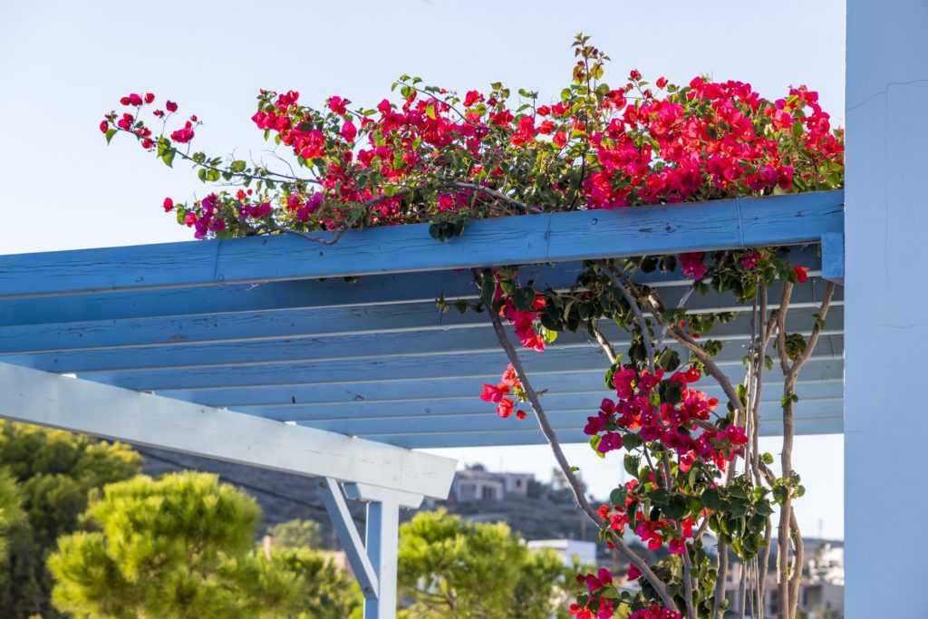 Greek architectural features and plants at backyard. Beautiful fuchsia flowers hanging on a blue wooden plank roof. Natural background with large copy space.