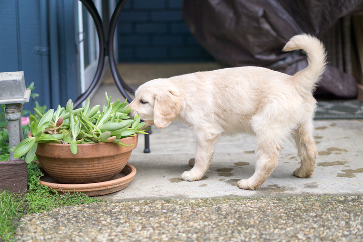 Filhote de cachorro comendo uma planta em um vaso de barro.