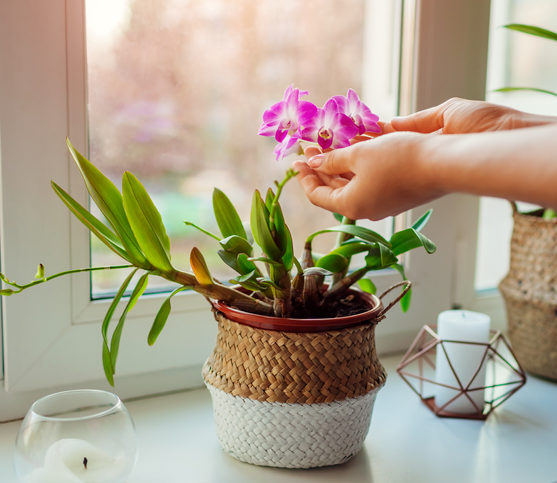 As Orquídeas também são plantas pet friendly. Além de purificar o ar, é uma espécie fácil de cuidar. De uma maneira geral, elas aguentam quantidades consideráveis de água e não gostam de iluminação solar direta. Isso porque as flores são sensíveis e podem queimar ou desidratar com o sol forte. 