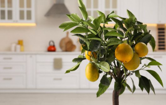 Imagem de um limoeiro com frutas na cozinha.