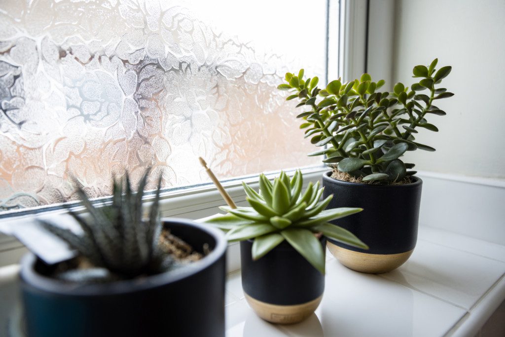 Imagem de três vasos decorativos com plantas suculentas. 