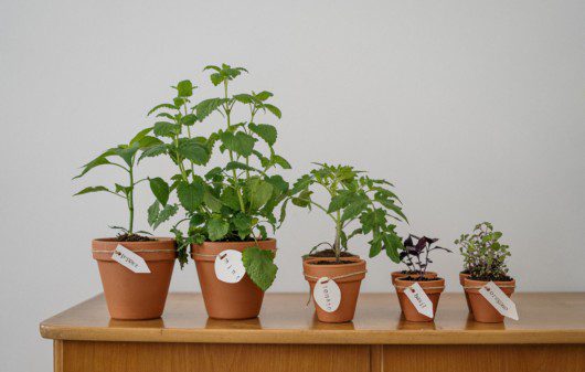 Imagem de cinco vasos de barro com ervas aromáticas.