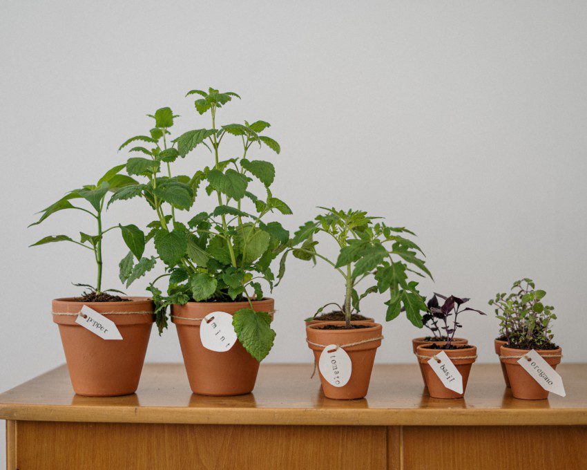 Imagem de cinco vasos de barro com ervas aromáticas.