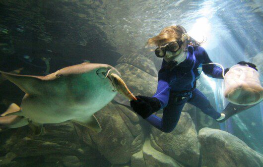 Imagem de uma mulher fazendo um mergulho interativo com animais marinhos.