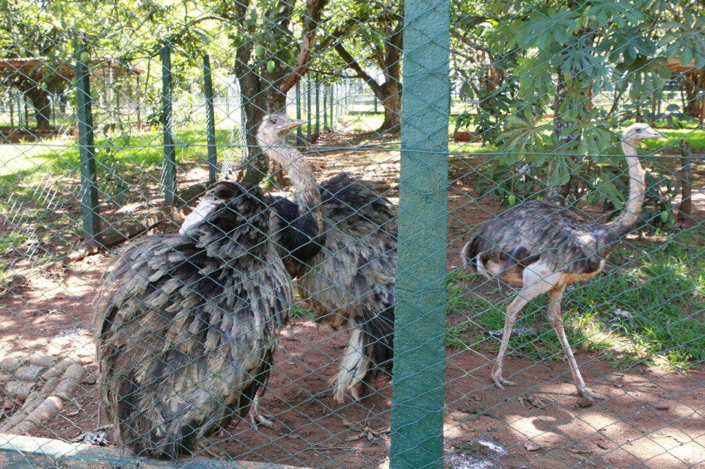 Imagem de três avestruzes no zoológico. 