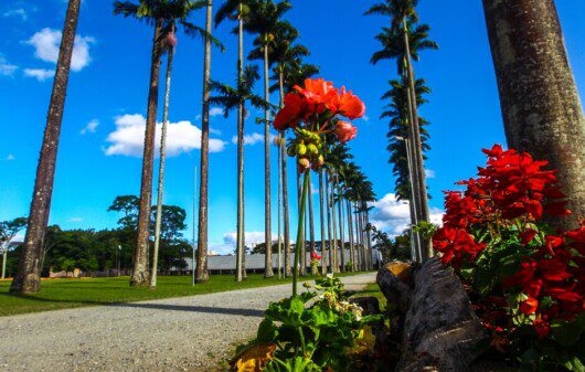 Foto que ilustra matéria sobre o Parque da Cidade em São José dos Campos mostra um caminho cercado por palmeiras imperiais em um dia claro e de céu azul