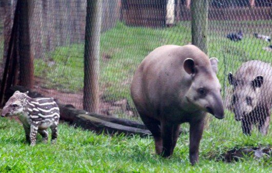 Foto que ilustra matéria sobre o Zoológico de São José do Rio Preto mostra um ambiente onde aparecem duas antas grandes separadas por uma grade. O animal que está do lado esquerdo da grade está acompanhado de um filhote.