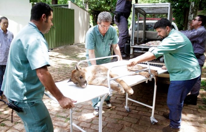 Foto que ilustra matéria sobre o Zoológico de São José do Rio Preto mostra funcionários empurrando uma maca com uma onça-parda em cima.