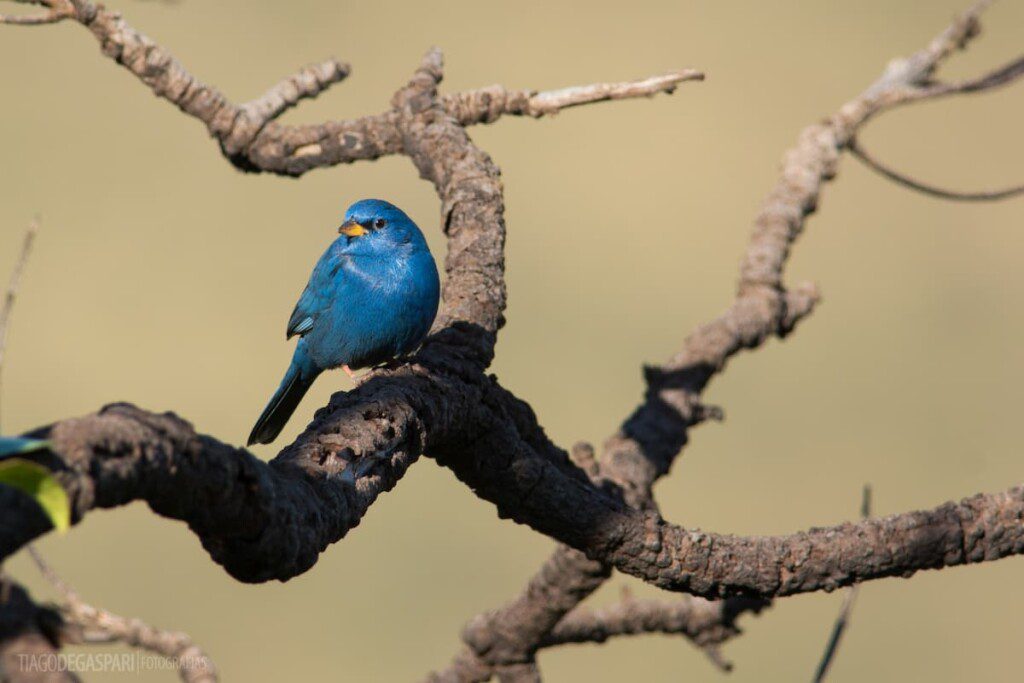 Pássaro pequeno e azul, observável no Parque Estadual da Serra do Rola Moça.
