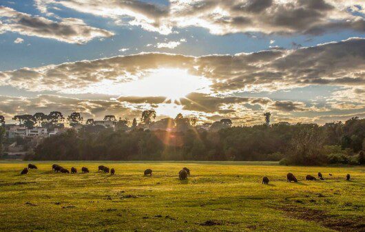 Foto que ilustra matéria sobre o Parque Barigui mostra um grande gramado com capivaras pastando. Ao fundo, o sol aparece por entre nuvens no cair da tarde.