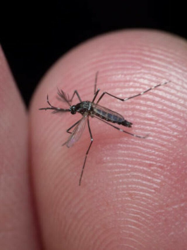 Xô dengue: aprenda a se prevenir do Aedes em casa!
