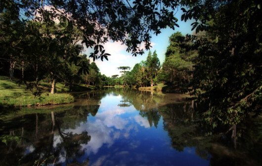 Imagem de um lado com muitas árvores e natureza do Parque Barreirinha em Curitiba.
