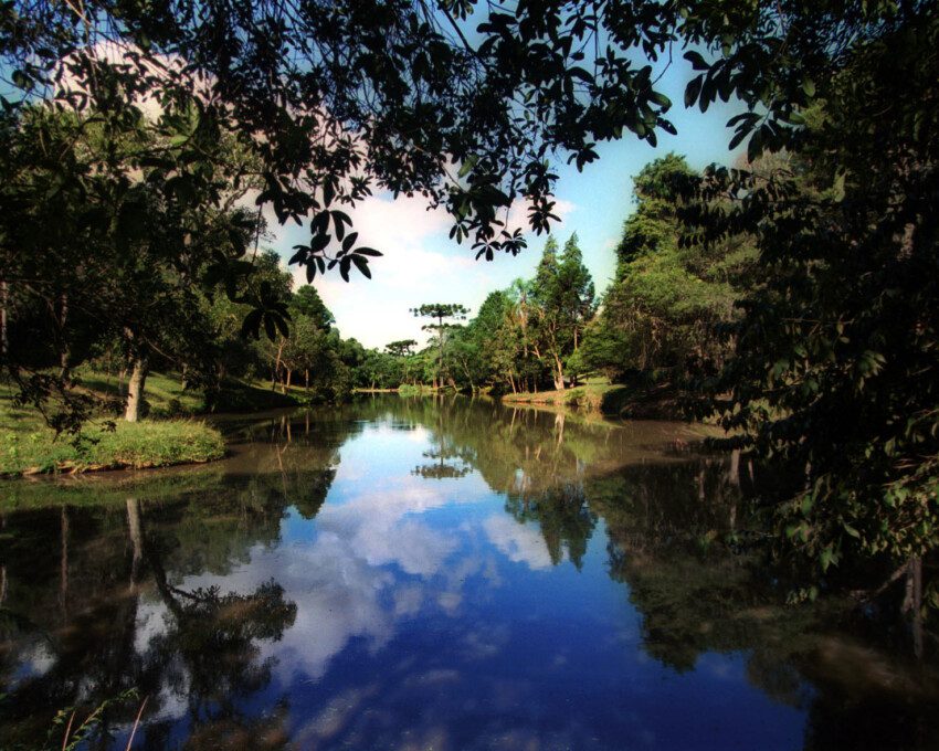 Imagem de um lado com muitas árvores e natureza do Parque Barreirinha em Curitiba.