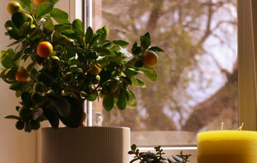 vaso de planta com uma laranjeira, vasos decorativos e vela.