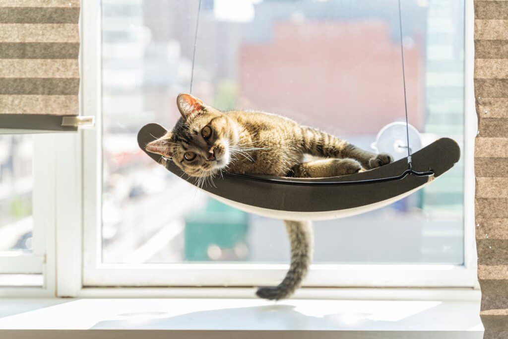Gato deitado em uma prateleira grudada na janela de vidro.
