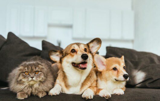 Dois cachorros de pequeno porte e um gato, deitados um ao lado do outro, no sofá de um apartamento.