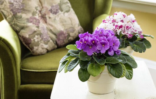 Imagem de uma violeta roxa em cima de uma mesa pequena ao lado de uma poltrona com almofada florida