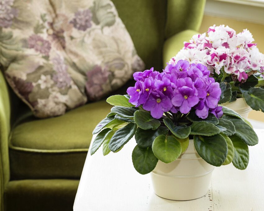 Imagem de uma violeta roxa em cima de uma mesa pequena ao lado de uma poltrona com almofada florida