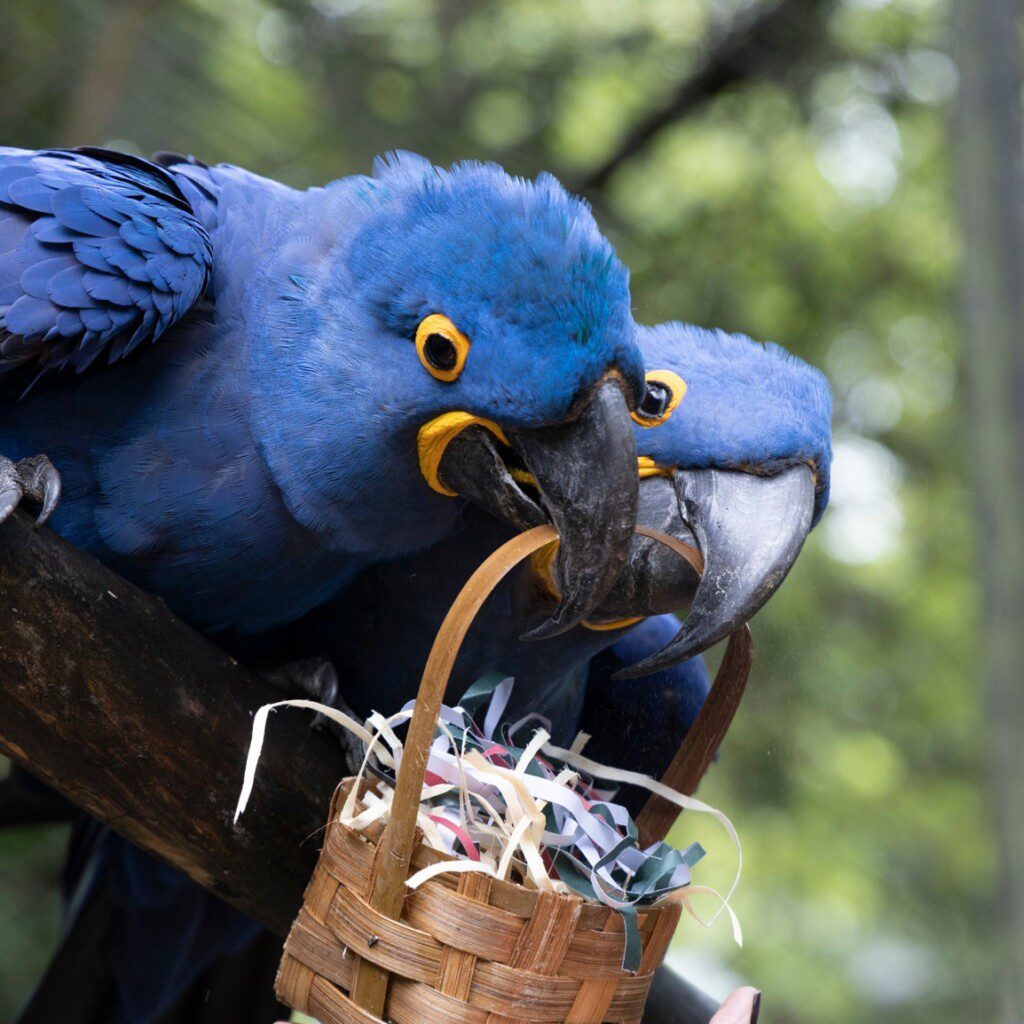 Foto que ilustra matéria sobre o Zoológico de São Paulo mostra duas araras azuis segurando uma cestinha.  Foto disponibilizada na Página do Facebook oficial do Zoológico de São Paulo