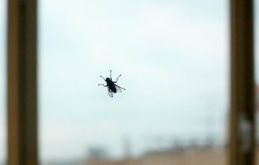 Foto que ilustra matéria sobre como espantar moscas mostra uma mosca pousada no vidro de uma janela