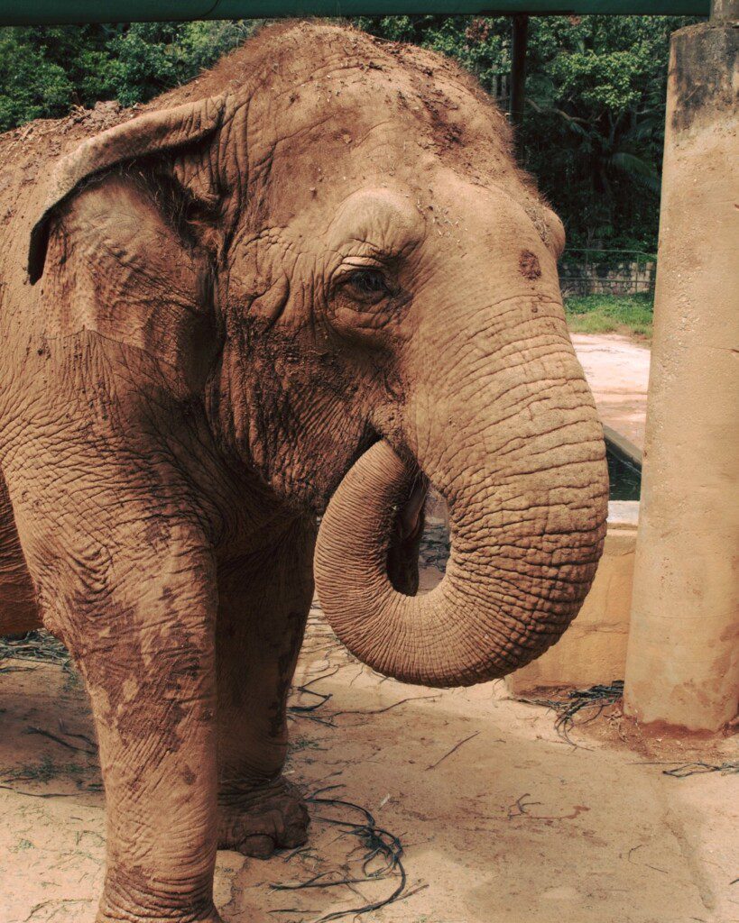Foto que ilustra matéria sobre o Zoológico de São Paulo mostra um elefante.  Foto disponibilizada na Página do Facebook oficial do Zoológico de São Paulo
