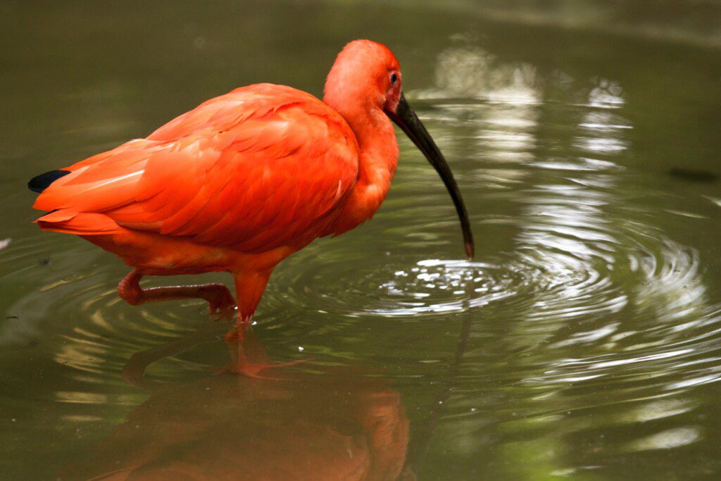 Foto que ilustra matéria sobre o Zoológico de São Paulo mostra uma ave guará bebendo água no lago.  Foto disponibilizada na Página do Facebook oficial do Zoológico de São Paulo