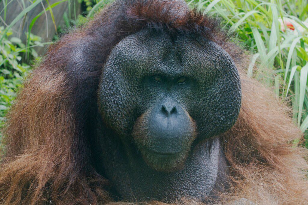 Foto que ilustra matéria sobre o Zoológico de São Paulo mostra um orangotango.  Foto disponibilizada na Página do Facebook oficial do Zoológico de São Paulo