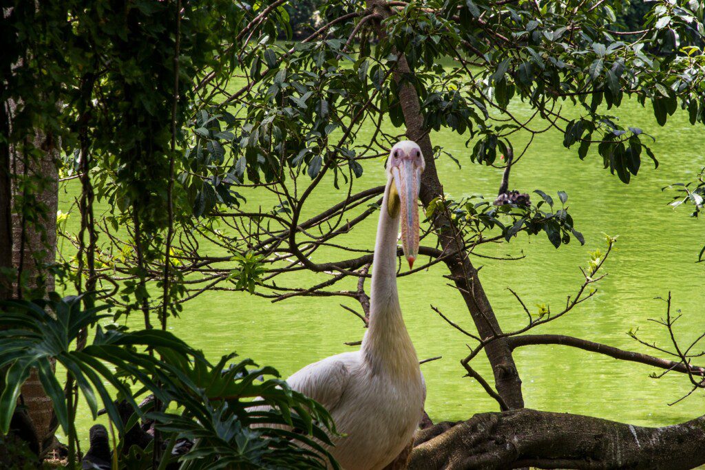 Foto que ilustra matéria sobre o Zoológico de São Paulo mostra um pelicano.  Foto disponibilizada na Página do Facebook oficial do Zoológico de São Paulo