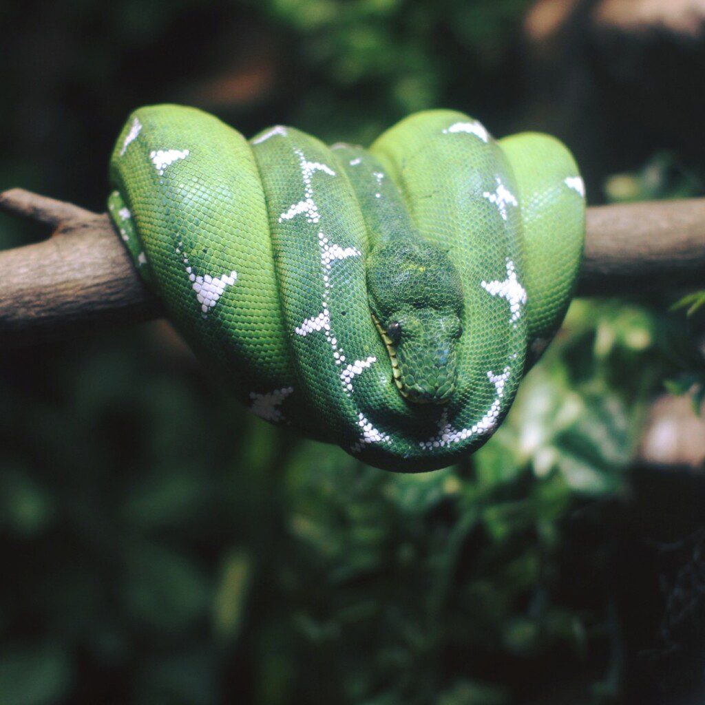 Foto que ilustra matéria sobre o Zoológico de São Paulo mostra uma cobra enrolada no tronco de uma árvore.  Foto disponibilizada na Página do Facebook oficial do Zoológico de São Paulo