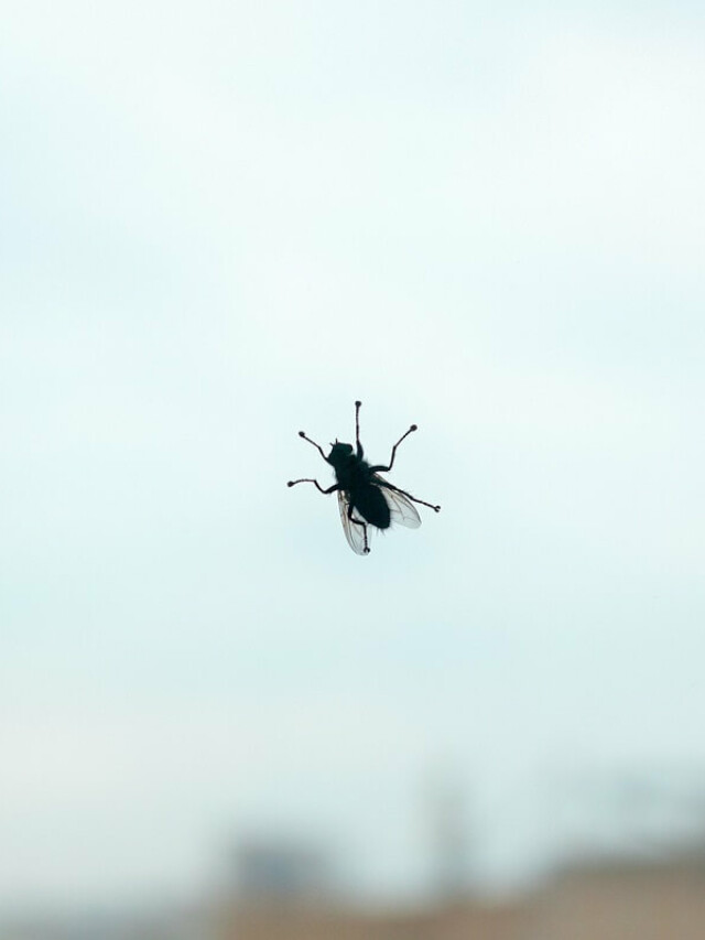 6 dicas de como espantar moscas 🪰