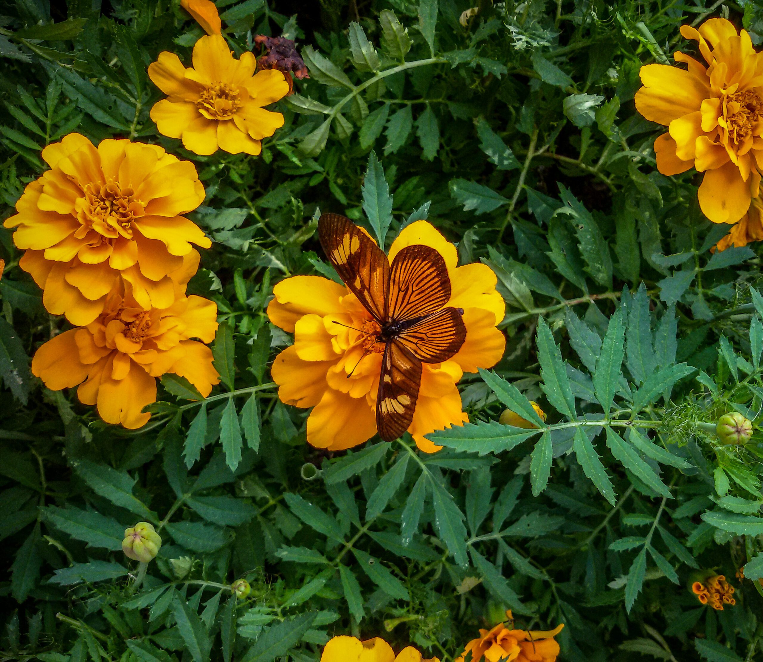 Já apareceram mais de 270 espécies de borboletas no Jardim Botânico de Curitiba