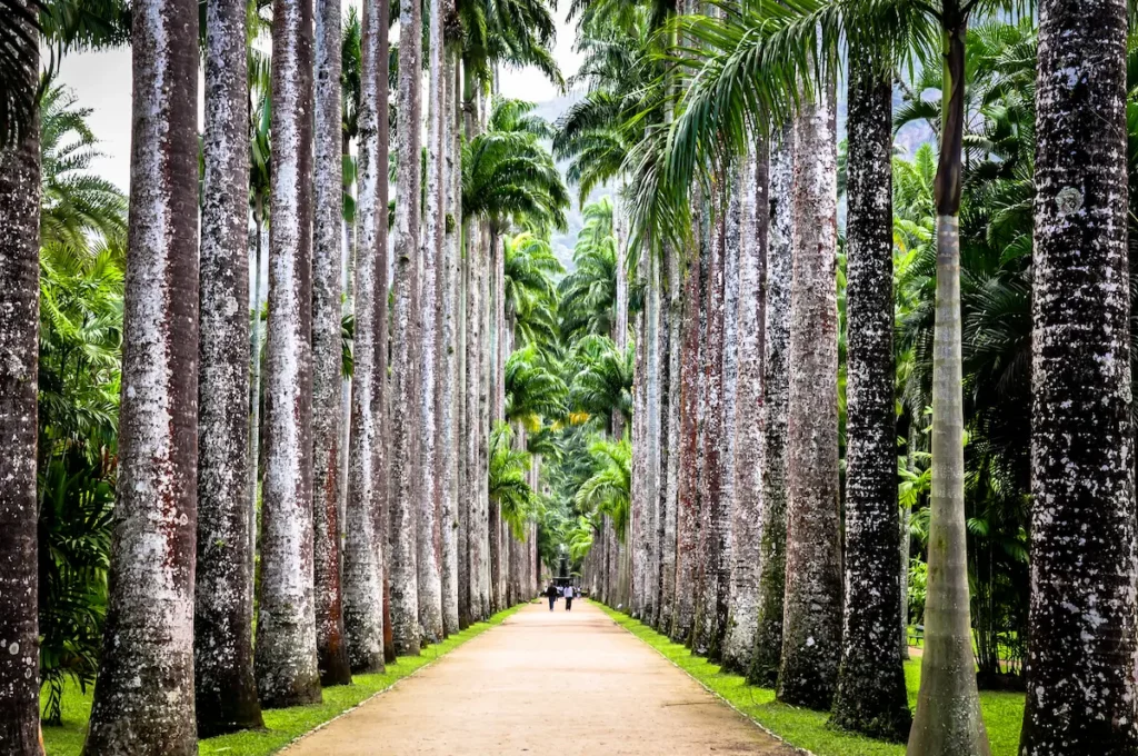 Corredor de palmeiras imperiais do Jardim Botânico do Rio de Janeiro.