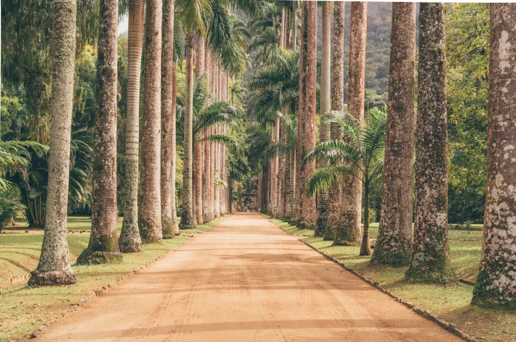 Fotografia de um caminho de palmeiras no Jardim Botânico. Um ótimo passeio de domingo com a família no RJ.