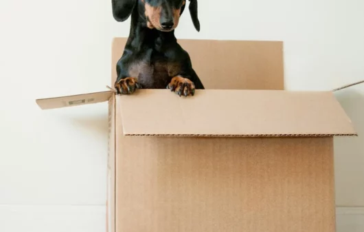 Foto que ilustra matéria de cachorros para apartamento mostra um cão preto da raça Dachshund dentro de uma caixa com metade do corpo para fora (Foto: Unsplash)