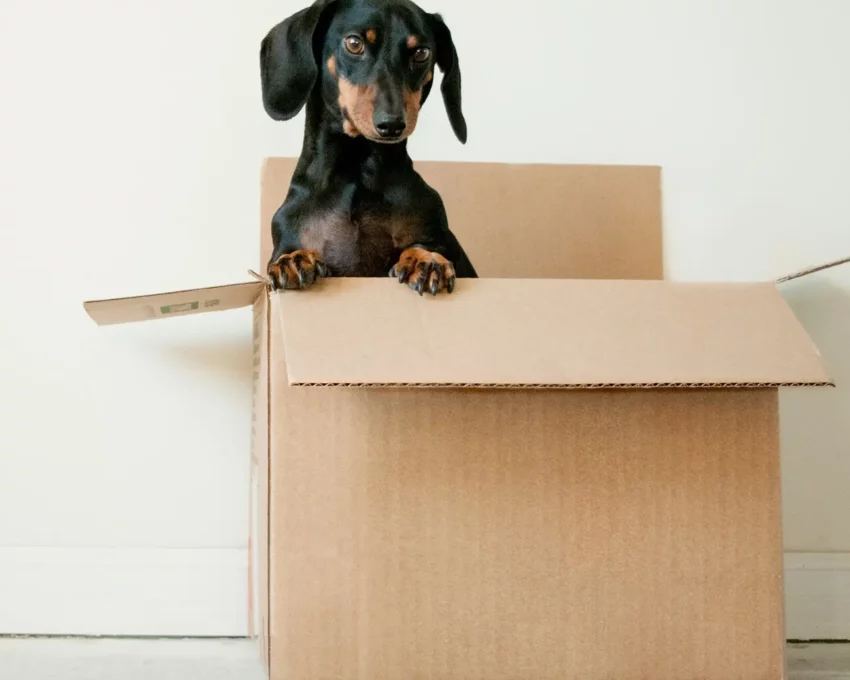 Foto que ilustra matéria de cachorros para apartamento mostra um cão preto da raça Dachshund dentro de uma caixa com metade do corpo para fora (Foto: Unsplash)