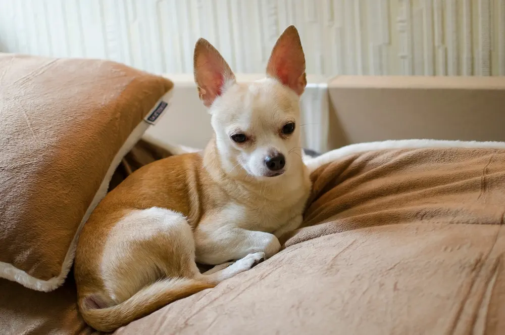 Foto que ilustra matéria de cachorros para apartamento mostra um cão da raça Chihuahua (Foto: Shutterstock)