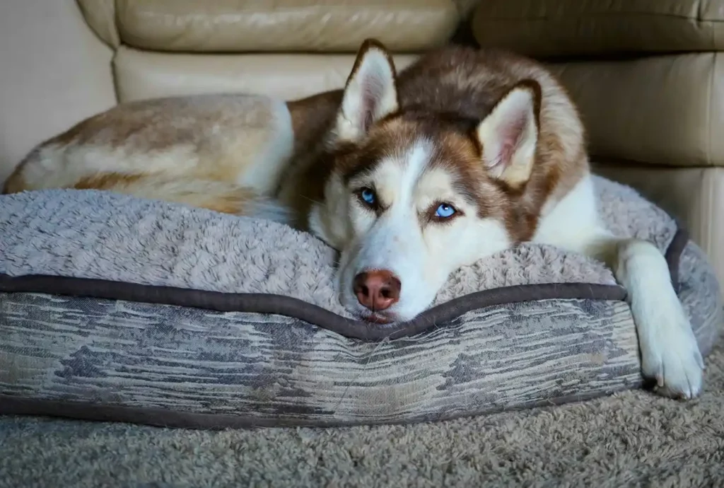 Foto que ilustra matéria de cachorros para apartamento mostra um cão da raça Husky Siberiano (Foto: Unsplash)