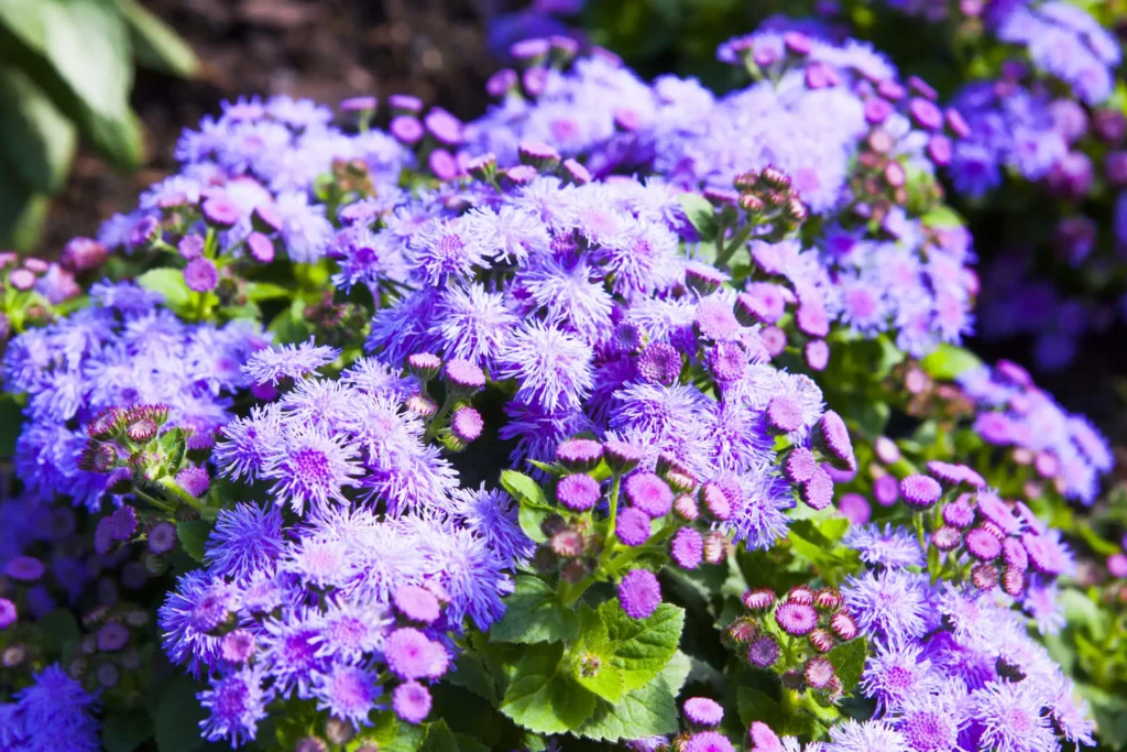Imagem de flores de agerato na cor violeta para ilustrar matéria sobre plantas de jardim que gostam de sol