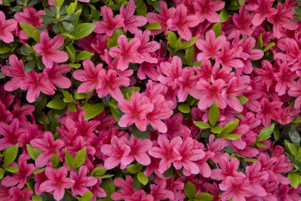 Imagem de flores de azaleia na cor rosa para ilustrar matéria sobre plantas que florescem no sol