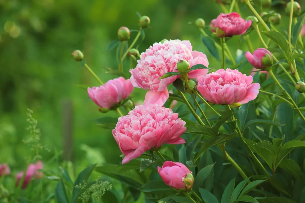 Imagem de algumas peônias cor de rosa no jardim para ilustrar matéria sobre flores que adaptam muito bem ao sol durante o dia no jardim de casa