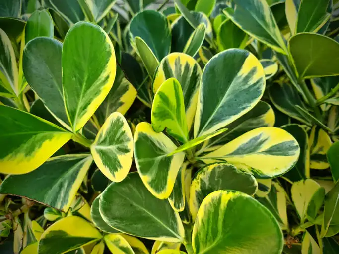 Imagem das folhas verdes da planta clúsia para ilustrar matéria sobre plantas de jardim que gostam de muito sol