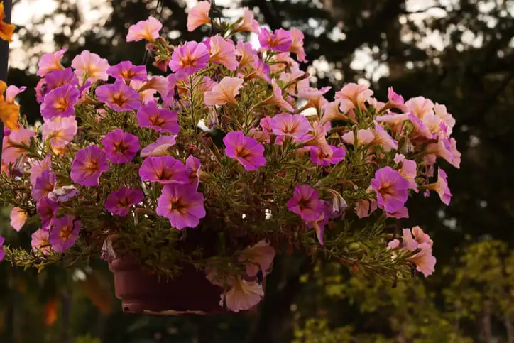 Imagem de um vaso de flores de surfínia para ilustrar matéria sobre plantas para jardim vertical que gostam de sol